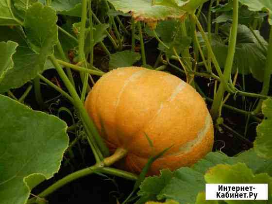 Продам тыквы Черемхово