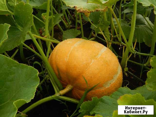 Продам тыквы Черемхово - изображение 1
