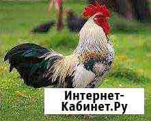 Продажа птицы в с. Константиново Раменское