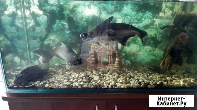 Сомики Новокузнецк - изображение 1