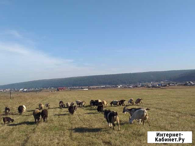 Козы,козлята,казёлы Хомутово - изображение 1