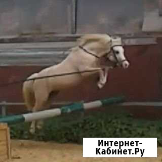 Уэльский мерин 3,5 года Заокский - изображение 1