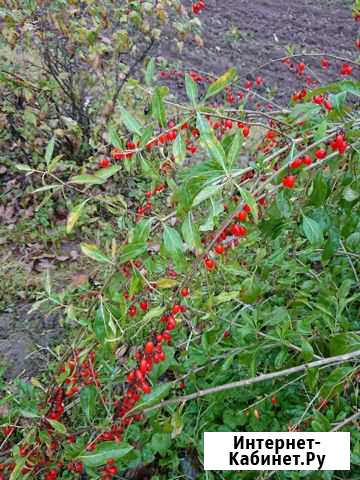 Ягоды годжи свежие Москва - изображение 1