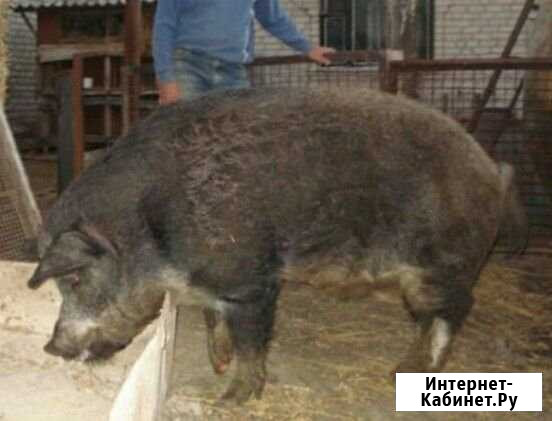 Венгерский мангал Назарово - изображение 1
