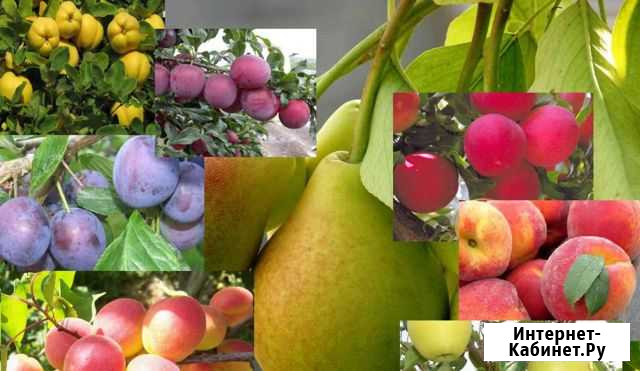 Саженцы местные Бугуруслан - изображение 1