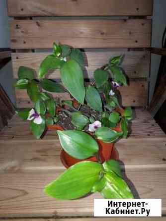 Традесканция, клузия, хойя Новосибирск
