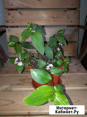 Традесканция, клузия, хойя Новосибирск - изображение 1