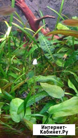 Аквариумное растение Криптокорина Вендта и др. Рас Москва - изображение 1