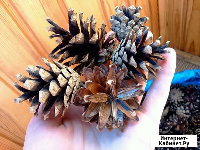 Шишки сосновые на поделки детям Новосибирск - изображение 1