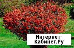 Саженцы растений Находка - изображение 1