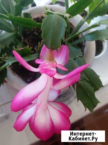 Продам цветущие цветы декабристы Чита - изображение 1