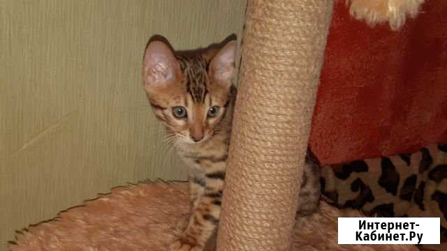 Бенгальские котята Бийск - изображение 1