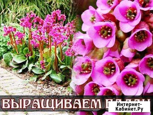 Чайный бадан, рассада для выращивания чая на даче Томск - изображение 1