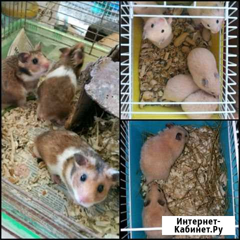 Сирийские хомячки.клетки Сочи - изображение 1