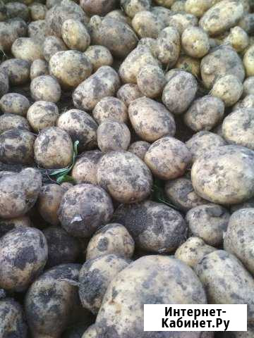 Продам картофель Иркутск - изображение 1