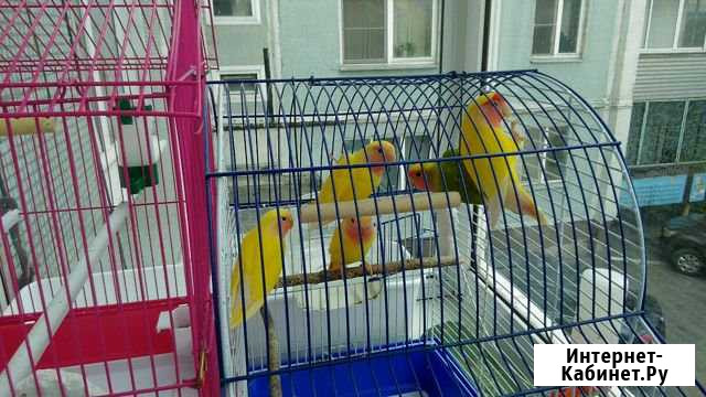 Неразлучники Полысаево - изображение 1
