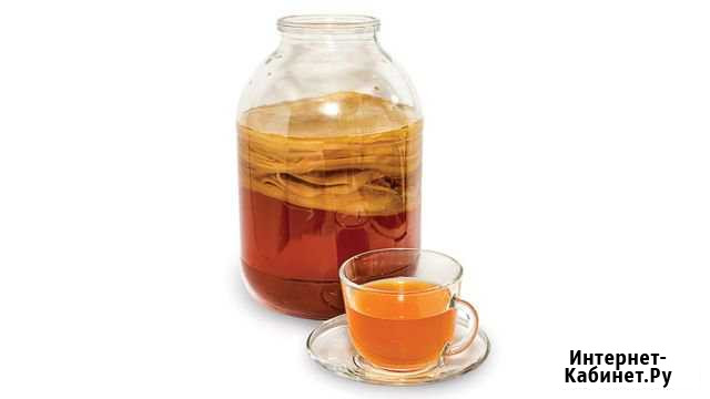 Продам чайный гриб (комбуча) Чита - изображение 1