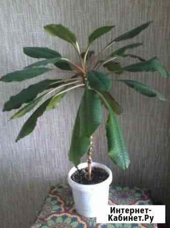 Комнатные растения Архангельск