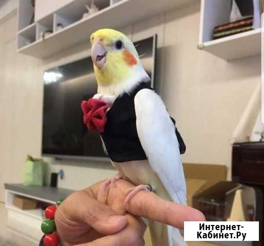 Попугай корелла-нимфа Казань - изображение 1