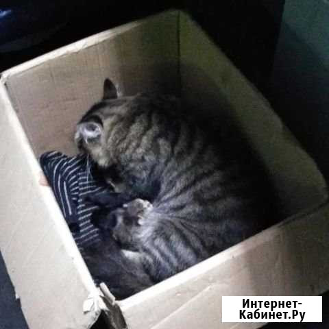 Отдам котят Белово - изображение 1