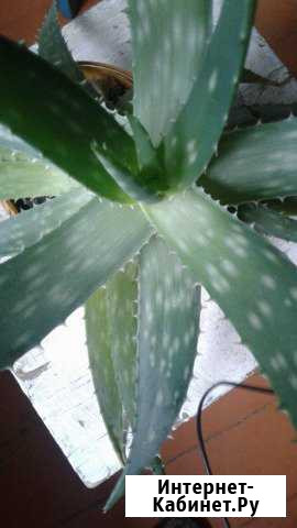 Алоэ Вера Новосибирск - изображение 1