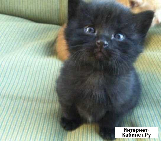 Котик мальчик Белореченск - изображение 1
