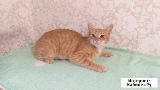 Котенок в добрые ручки Гатчина - изображение 1