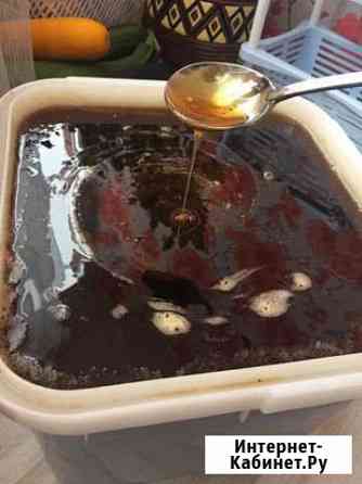 Свежий Алтайский мед Томск