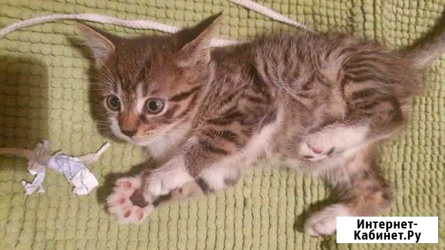Где ты мой хозяин Майкоп - изображение 1