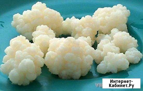 Тибетский гриб Рязань - изображение 1