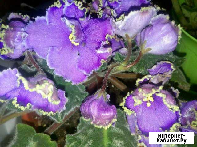 Emerald Lace (лист) Красноярск - изображение 1