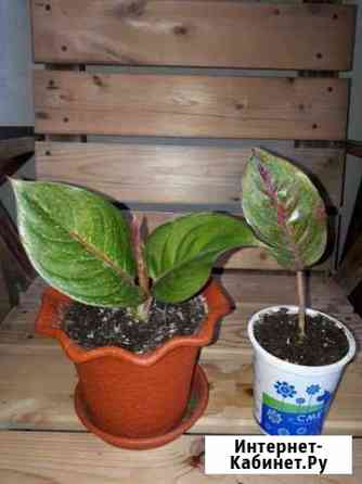 Аглаонемы Новосибирск