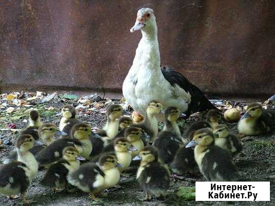 Индоутята, индоутки, гуси Прокопьевск - изображение 1