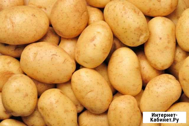 Продаю картофель Киров - изображение 1