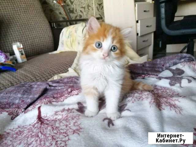 Котенок в хорошие руки Бийск - изображение 1