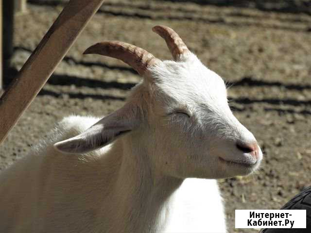 Продам коз Назарово - изображение 1