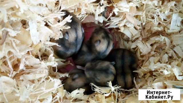 Хомячки Джунгарские Хабаровск - изображение 1