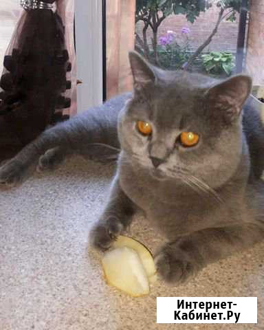 Котик британский 9месяцев Грозный - изображение 1