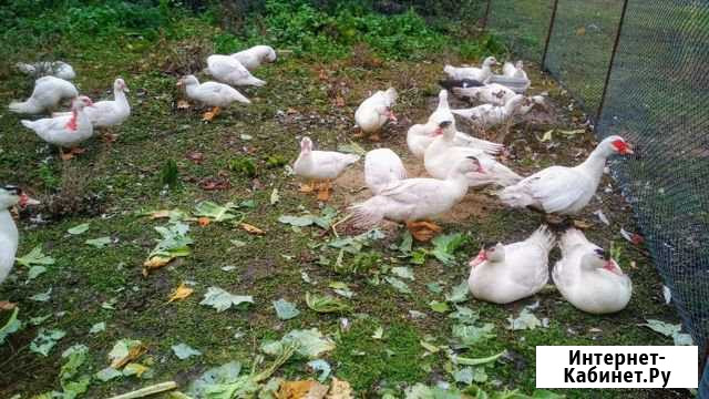 Продаем индоуток Сосновка - изображение 1