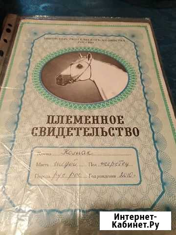 Продам лошадей Новокузнецк - изображение 1