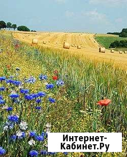 Участок 4 га (СНТ, ДНП) Довольное - изображение 1