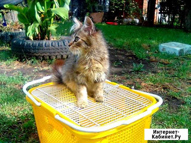 Мальчик Краснодар - изображение 1