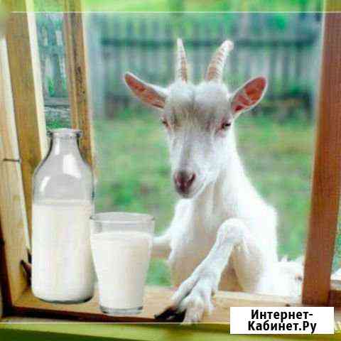 Молоко козье Златоуст
