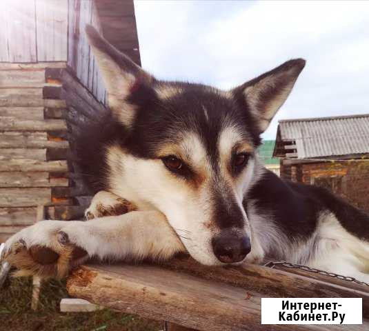 Дина, ищет нового хозяина Ханты-Мансийск - изображение 1
