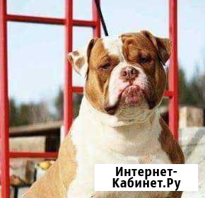 Щенки американского бульдога Екатеринбург - изображение 1
