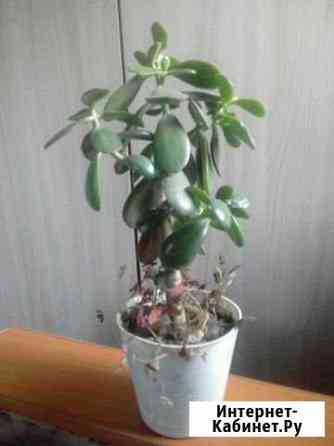 Толстянка Благовещенск