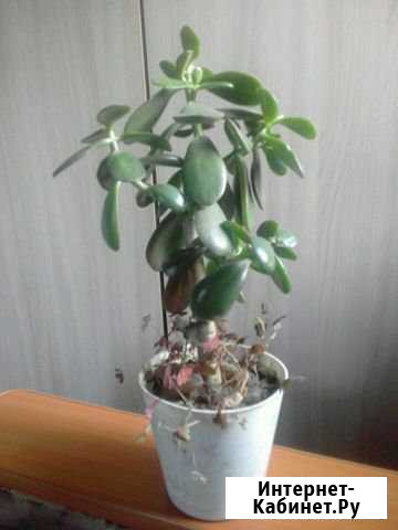 Толстянка Благовещенск - изображение 1