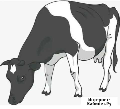 Корова Иркутск - изображение 1