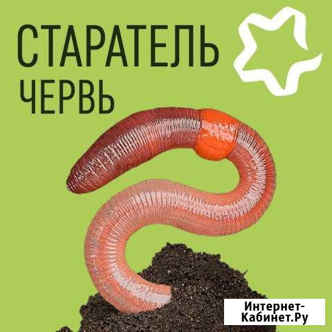 Червь Старатель, Дендробена, Калифорнийский Томск - изображение 1
