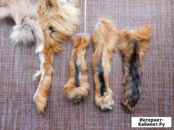 Лисьи лапки и мордочки Красноярск